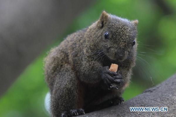 A red belly squirrel, also known as Callosciurus Erythraeus, climbs on a tree trunk in Taipei, southeast China&apos;s Taiwan, Aug. 14, 2011. 