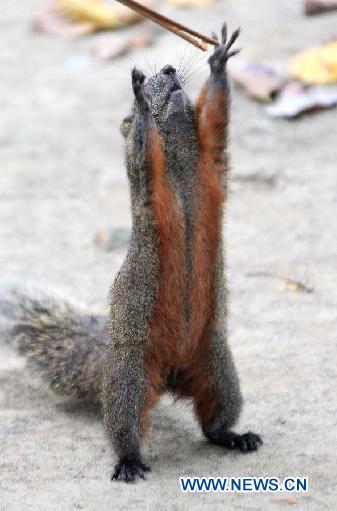 A red belly squirrel, also known as Callosciurus Erythraeus, climbs on a tree trunk in Taipei, southeast China&apos;s Taiwan, Aug. 14, 2011. 