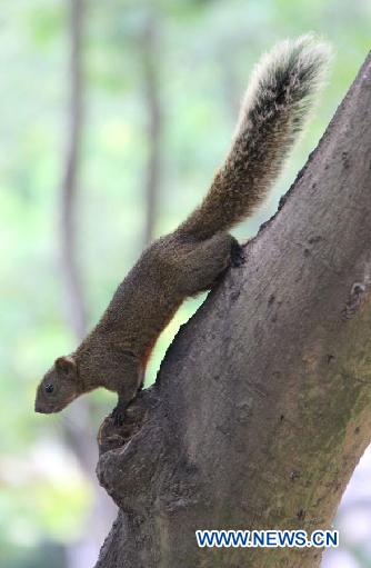 A red belly squirrel, also known as Callosciurus Erythraeus, climbs on a tree trunk in Taipei, southeast China&apos;s Taiwan, Aug. 14, 2011. 