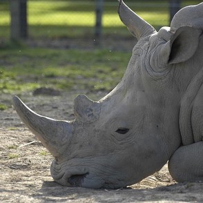 There has been a significant increase in the number of rhino killed in countries such as South Africa since 2010