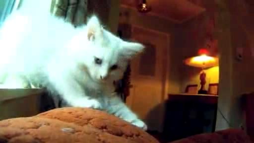 Cat diaries - The first ever movie filmed by cats