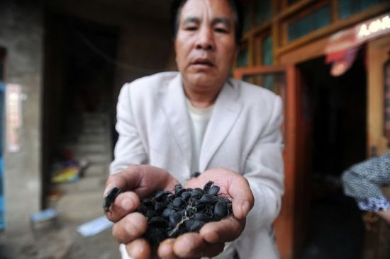 Wang jianyou, a villager in Yunnan Province's Qujing City, has to eat 50 live bugs everyday to relieve the pain of cancer.