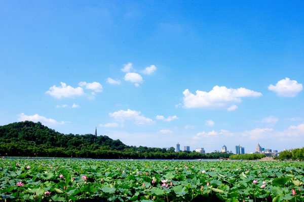 Thick carpets of lotus flowers complemented by their green leaves unfold on the surface water of West Lake under the striking blue sky.