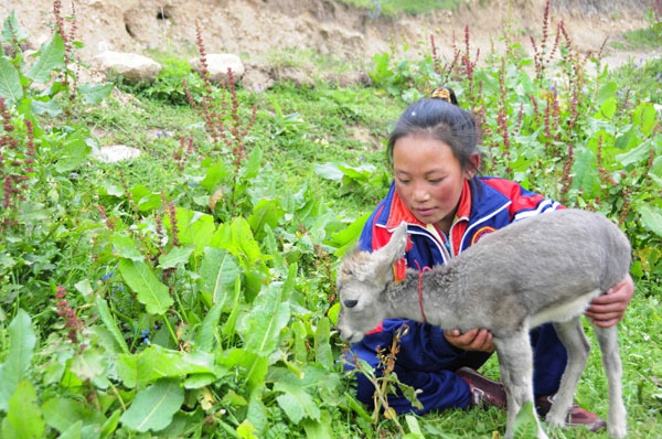 Tibetan girl saves baby bharal