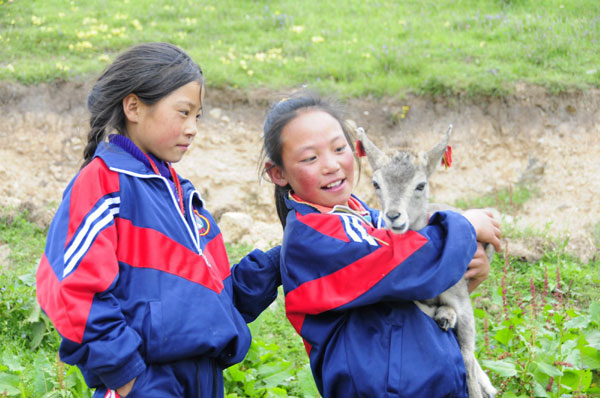 Tibetan girl saves baby bharal