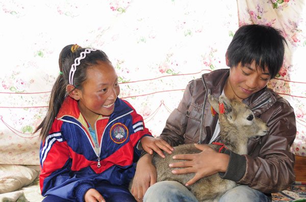 Tibetan girl saves baby bharal