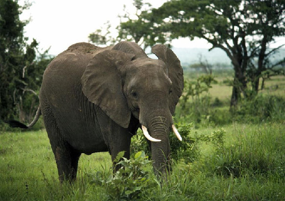 Adult elephant roaming peacefully in the Mikumi National Park in Tanzania. [un.org.]