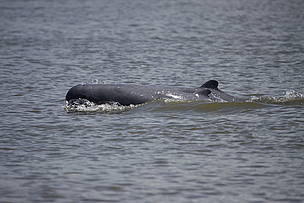 Irrawaddy dolphin. [WWF] 