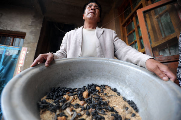 Wang Jianyou, a resident of Xinglong village, shows on Sunday the bugs he eats every day. Wang, a lung cancer patient, believes eating 50 bugs a day will help to relieve the symptoms of his illness.