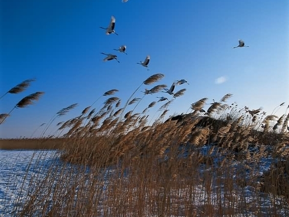 Sanjiang Nature Reserve in Heilongjiang Province. [File photo]