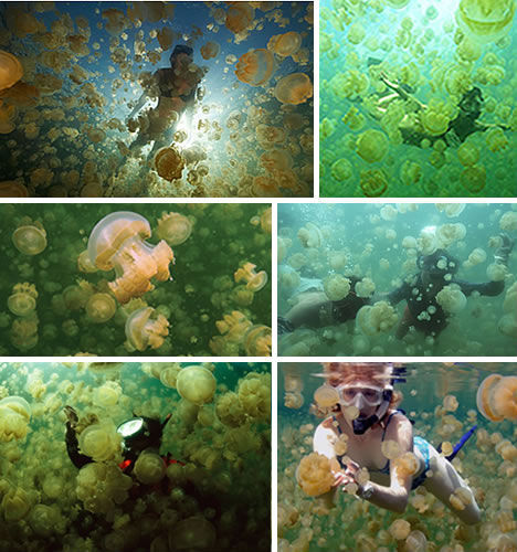 Jellyfish Lake, Palau. [Photo: xinhuanet.com]