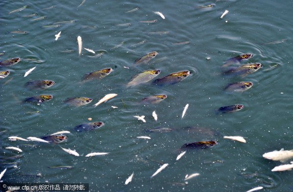 Very few surviving fish in Fuhe River stretches their heads out of the water surface in search of fresh air in Nanchang city, capital of East China&apos;s Jiangxi province, Aug 17, 2011. [CFP]