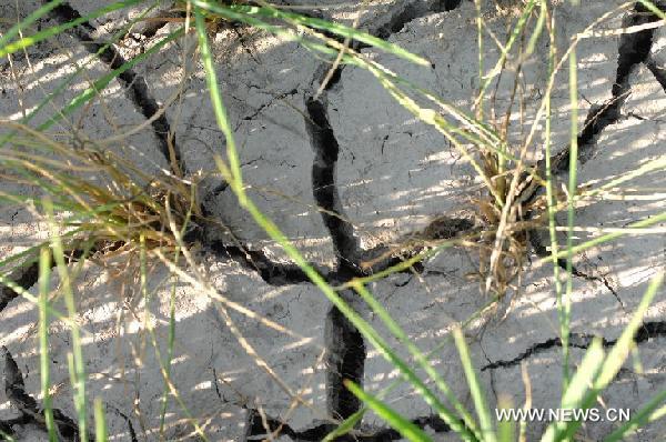 Photo taken on Aug. 18, 2011 shows rimous paddy field in Yanziqian Village of Sinan County, southwest China&apos;s Guizhou Province. The drought in the county has left nearly 302,400 people short of drinking water, affected 27,500 hectares of farmland and caused direct economic losses of 302.4 million yuan (about 47.3 million U.S. dollars). 