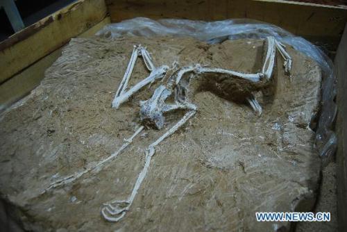 A bird fossil is seen at a museum in Hezheng County, northwest China's Gansu Province, Feb. 14, 2011. The fossil is dated at between 12 million and 15 million years old. [File photo]