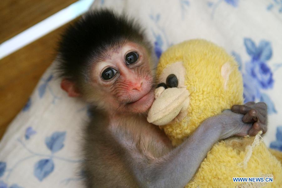 A half-month-old mandrill holds a monkey doll in a zoo in Ningbo, east China&apos;s Zhejiang Province, Aug. 19, 2011. Mandrill is under world&apos;s first-grade protection. [Xinhua]