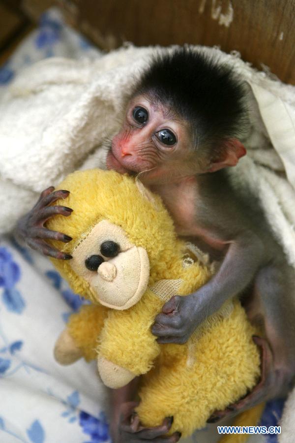 A half-month-old mandrill holds a monkey doll in a zoo in Ningbo, east China&apos;s Zhejiang Province, Aug. 19, 2011. Mandrill is under world&apos;s first-grade protection. [Xinhua]