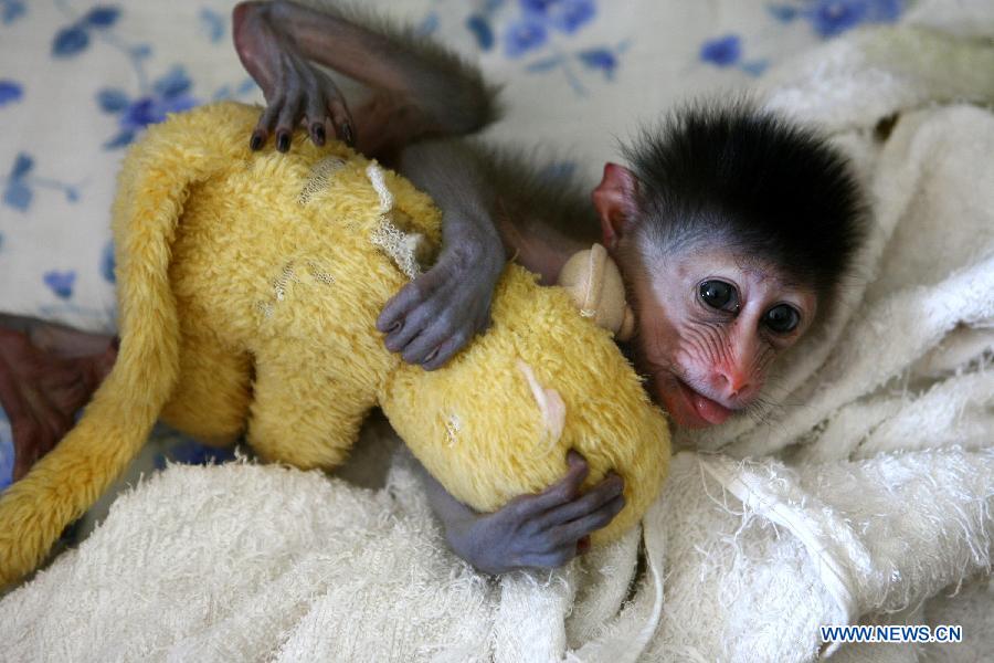 A half-month-old mandrill holds a monkey doll in a zoo in Ningbo, east China&apos;s Zhejiang Province, Aug. 19, 2011. Mandrill is under world&apos;s first-grade protection. [Xinhua]