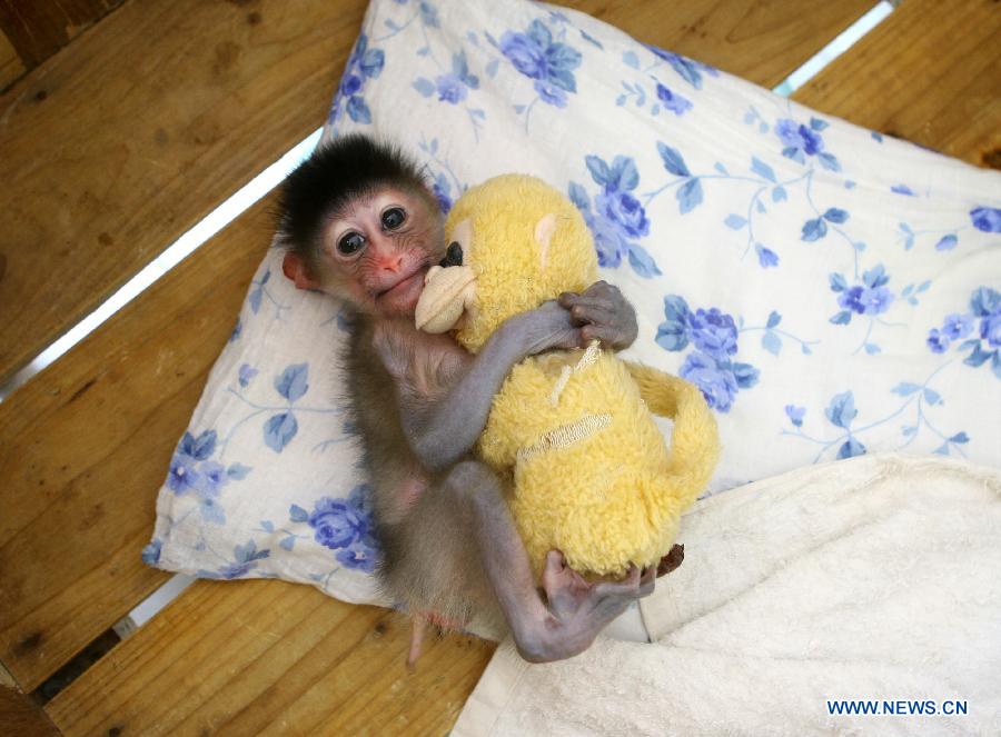 A half-month-old mandrill holds a monkey doll in a zoo in Ningbo, east China&apos;s Zhejiang Province, Aug. 19, 2011. Mandrill is under world&apos;s first-grade protection. [Xinhua]