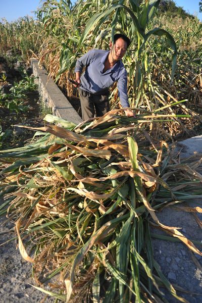 Severe drought is once again affecting southwestern China. In rural Guizhou Province, the big thirst has led to a shortage of grain for many farmers.