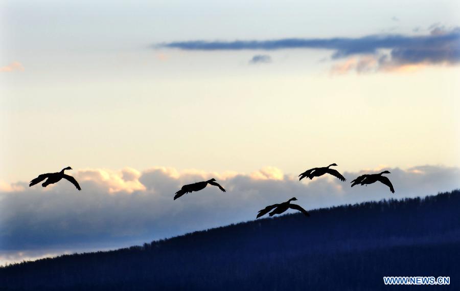 Photo taken on Aug. 11, 2011 shows wild geese flying over Yellowstone National Park, the United States. Established in 1872, Yellowstone is a national park located primarily in the state of Wyoming, although it also extends into Montana and Idaho. Yellowstone was the first national park in the world and is known for its wildlife and its many geothermal features. (Xinhua/Shen Hong) 