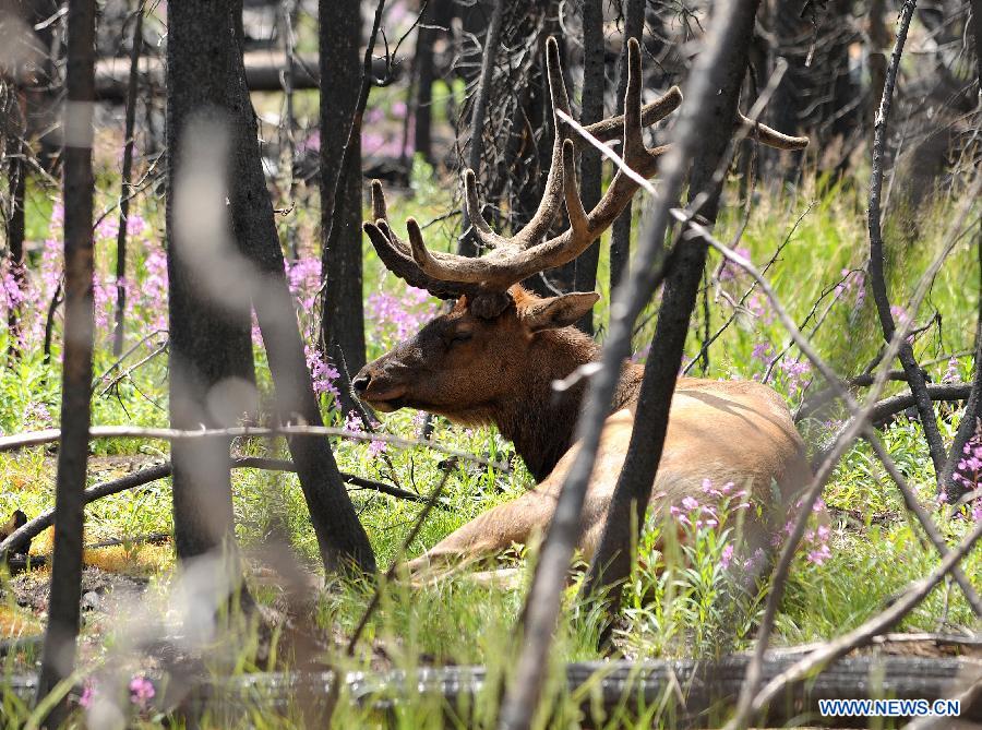Photo taken on Aug. 10, 2011 shows an elk in Yellowstone National Park, the United States. Established in 1872, Yellowstone is a national park located primarily in the state of Wyoming, although it also extends into Montana and Idaho. Yellowstone was the first national park in the world and is known for its wildlife and its many geothermal features. [Xinhua/Shen Hong]