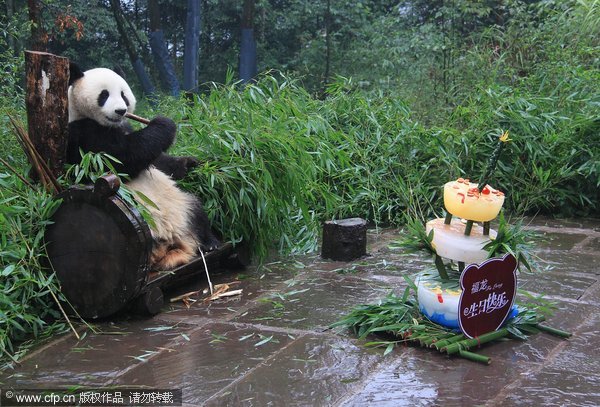 Giant panda “Fulong” prefers bamboo to birthday cake at Baozi Mountain giant panda base in Southwest China’s Sichuan province on Aug 21, 2011. A total of six giant pandas returned from overseas celebrated their birthdays on Sunday.[CFP] 