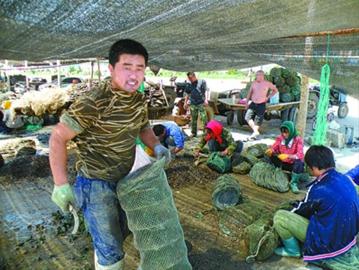 Local fishermen are checking the  scallops on Aug. 7, 2011, in North Changdao county, east China's Shandong Province. [ce.cn]
