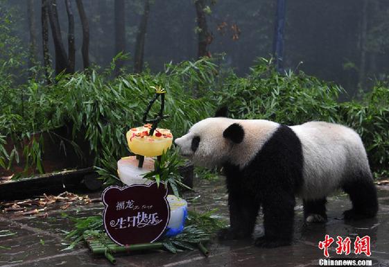 A collective birthday party has been held for six giant pandas in a free-range panda ecological park in southwest China's Sichuan province.