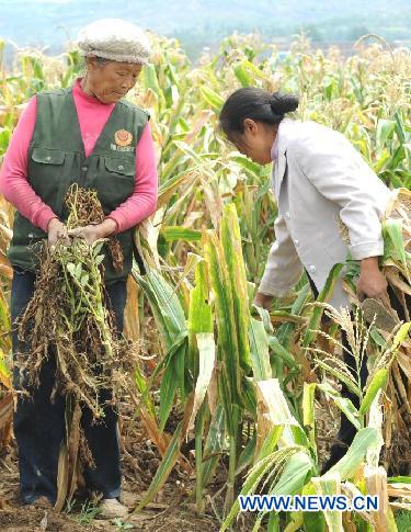 Farmers clear a field of dead crops in Zhaoyang District of Zhaotong City, southwest China&apos;s Yunnan Province, Aug. 23, 2011. A lingering drought has withered up almost 220,000 hectares of crops and dried up 15 rivers in Zhaotong, leaving at least 190,000 people and 28,000 livestock short of drinking water. 