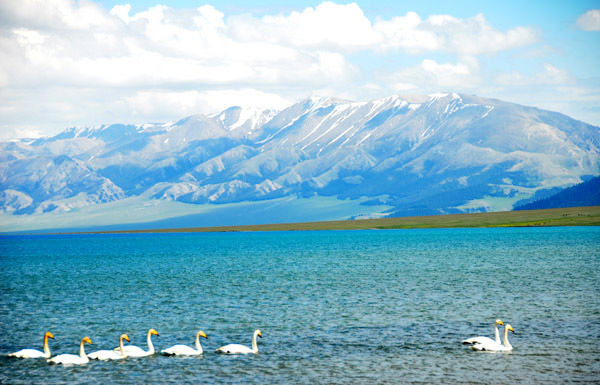 Swans on the Sailimu Lake. [Photo/CRIENGLISH.com] 