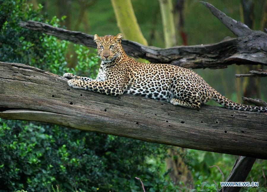 A leopard is seen in Nakuru National Park in Kenya, Aug. 22, 2011. Leopards are seldom to be seen in Kenya. The number of leopards at the Nakuru National Park has increased due to Kenya Wildlife Service's (KWS) effort. [Xinhua/Zhang Jin]