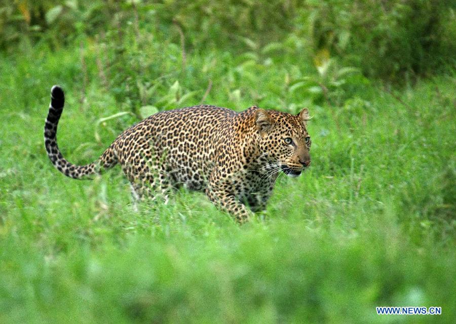 A leopard is seen in Nakuru National Park in Kenya, Aug. 22, 2011. Leopards are seldom to be seen in Kenya. The number of leopards at the Nakuru National Park has increased due to Kenya Wildlife Service's (KWS) effort. [Xinhua/Zhang Jin]