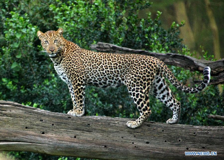 A leopard is seen in Nakuru National Park in Kenya, Aug. 22, 2011. Leopards are seldom to be seen in Kenya. The number of leopards at the Nakuru National Park has increased due to Kenya Wildlife Service's (KWS) effort. [Xinhua/Zhang Jin]