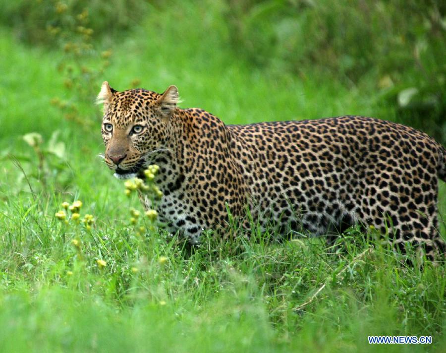 A leopard is seen in Nakuru National Park in Kenya, Aug. 22, 2011. Leopards are seldom to be seen in Kenya. The number of leopards at the Nakuru National Park has increased due to Kenya Wildlife Service's (KWS) effort. [Xinhua/Zhang Jin]