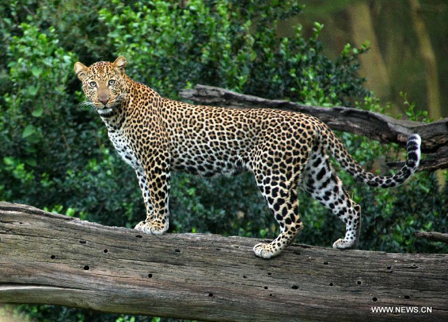 KENYA-NAKURU-NATIONAL PARK-LEOPARD