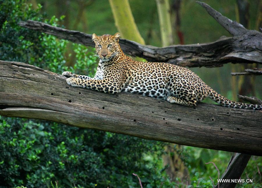 KENYA-NAKURU-NATIONAL PARK-LEOPARD