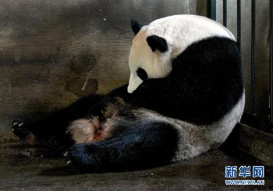 Qi Zhen, mother of the panda twins. [Xinhua] 