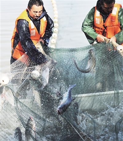 Ningxia desert wetland rich in fish