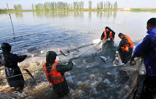 Ningxia desert wetland rich in fish