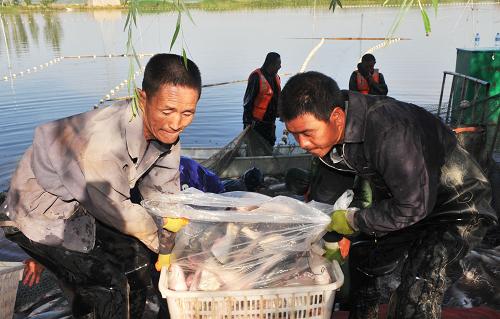 Ningxia desert wetland rich in fish