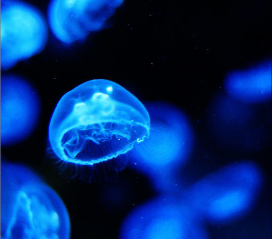 Thousands of rare freshwater jellyfish found in China - China.org.cn