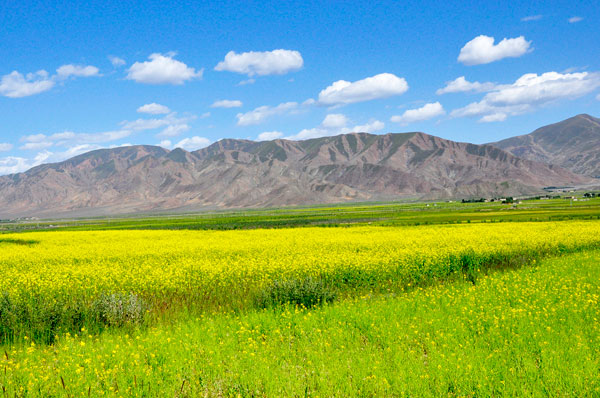 August is the season when farmlands are harvested in China's Tibet Autonomous Region. A collection of photos taken throughout this month shows fully grown crops covering the rolling landscapes of the Tibetan Plateau, and farmers drying their grain under the crisp, early autumn sun.[Photo Sources: CRIENGLISH.com]