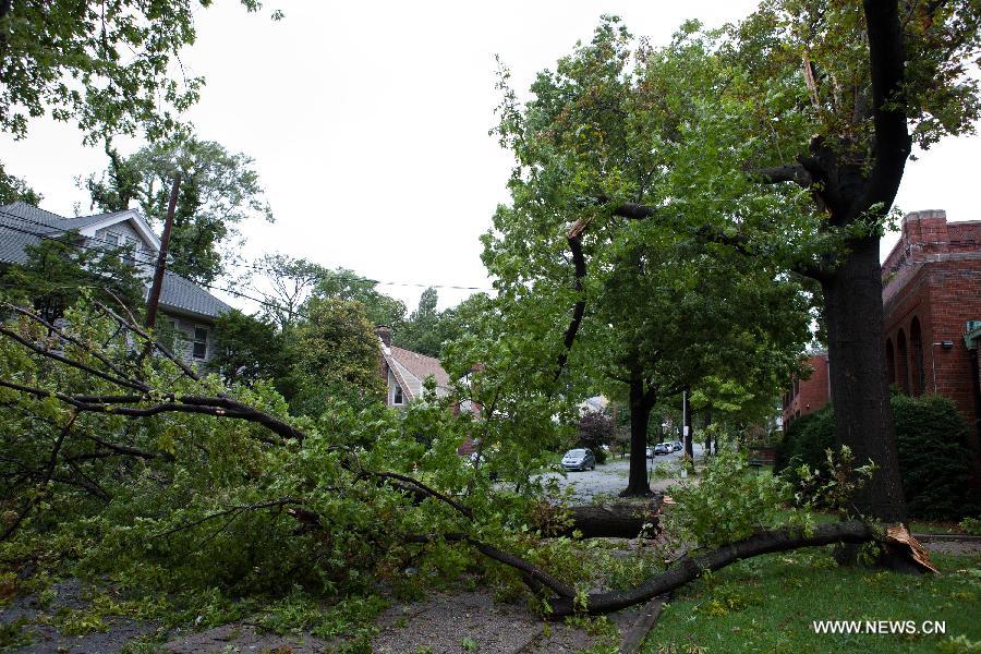 A tree blown down by the storm is seen in New York, the United States, Aug. 28, 2011. Hurricane Irene made landfall in New York City at around 9 a.m. local time on Sunday as a tropical storm, bringing winds of 65 mph, the National Hurricane Center reported. [Xinhua]