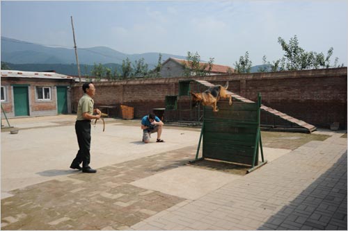 CRI Video Journalist Jonathan Alpart films Officer Hao Wuxing directing a police dog through an obstacle course at the Beijing Police Dog Camp in Changping on August 19th, 2011. [Photo: CRIENGLISH.com]