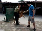 China's canine cops