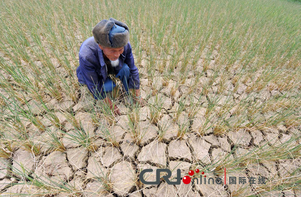 A farmer checks the dried rice seedling in the field in Leizhuang Village, Guizhou Province on August 27, 2011. Severe drought has dried up 479 reservoirs and 349 rivers in the province, leaving more than 5.47 million people short of drinking water.