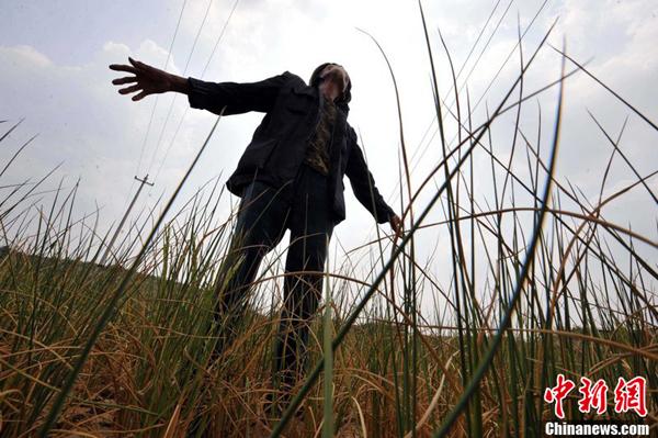 A farmer checks the dried rice seedling in the field in Leizhuang Village, Guizhou Province on August 27, 2011. Severe drought has dried up 479 reservoirs and 349 rivers in the province, leaving more than 5.47 million people short of drinking water.