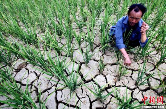 A farmer checks the dried rice seedling in the field in Leizhuang Village, Guizhou Province in late August, 2011. Severe drought has dried up 479 reservoirs and 349 rivers in the province, leaving more than 5.47 million people short of drinking water.