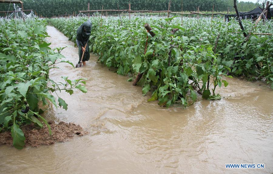 A farmer is seen in flooded farmland in Zhangzhuang Township of Linyi, east China's Shandong Province, Aug. 29, 2011. Heavy rainfall hit southern part of the province,recently. About 2,000 residents and 53,333 hectares of farmland were affected by the rain-triggered flood. [Xinhua]