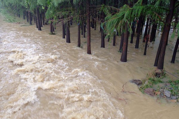 Floodwaters flow through the woods at Xiaquan village, Anji county, Zhejiang Province, Aug 30, 2011. 